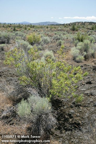 Chamaebatiaria millefolium