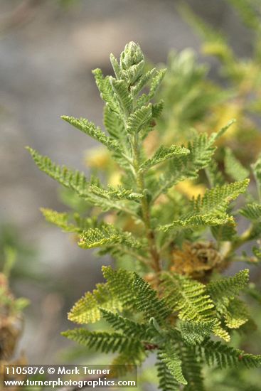 Chamaebatiaria millefolium