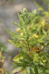 Desert Sweet foliage detail