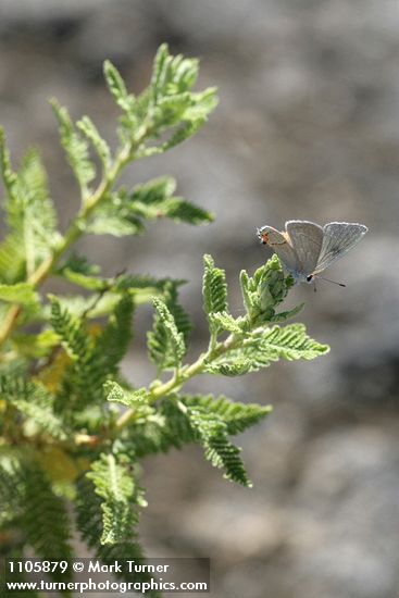 Chamaebatiaria millefolium