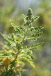 Desert Sweet foliage detail