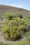 Littleleaf Horsebrush
