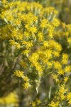 Littleleaf Horsebrush blossoms detail