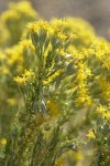 Littleleaf Horsebrush blossoms & foliage detail