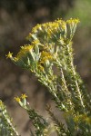 Littleleaf Horsebrush blossoms & foliage detail