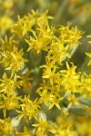 Littleleaf Horsebrush blossoms detail