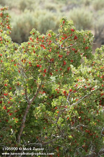 Ribes cereum