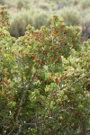 Wax Currant fruit & foliage