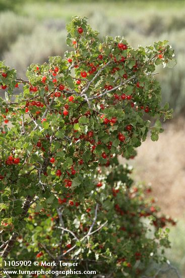 Ribes cereum