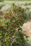 Wax Currant fruit & foliage