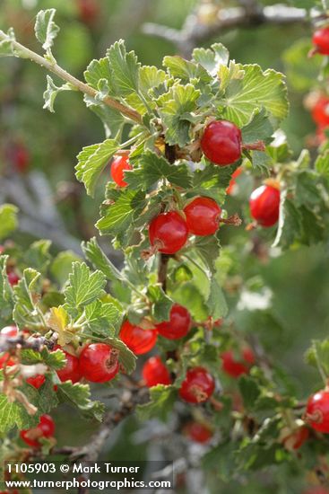 Ribes cereum