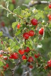 Wax Currant fruit & foliage detail