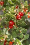 Wax Currant fruit & foliage detail