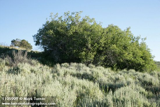 Salix lutea