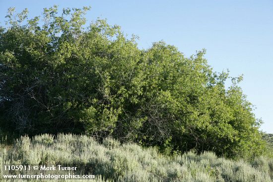 Salix lutea