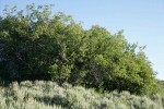 Yellow Willow