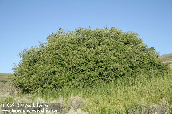 Salix lutea