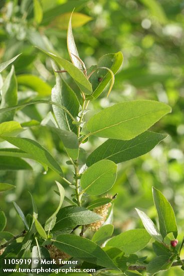 Salix lutea