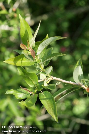 Salix lutea