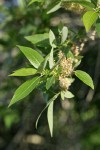 Yellow Willow foliage & mature female aments
