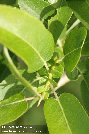 Salix lutea