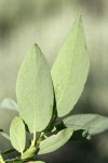 Yellow Willow foliage reverse detail