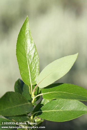 Salix lutea