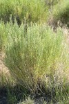 Gray Rabbitbrush, in bud