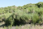 Gray Rabbitbrush, in bud