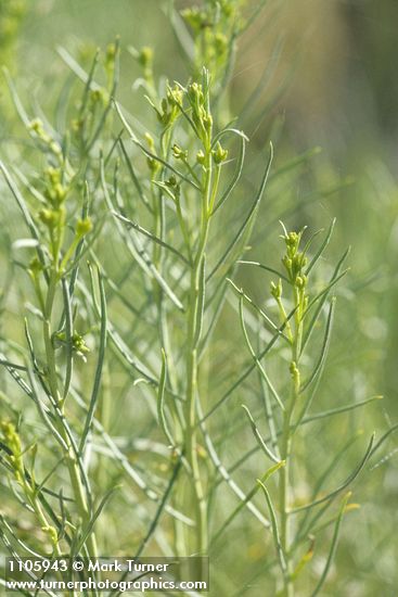 Ericameria nauseosa