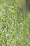 Gray Rabbitbrush foliage & flower buds detail