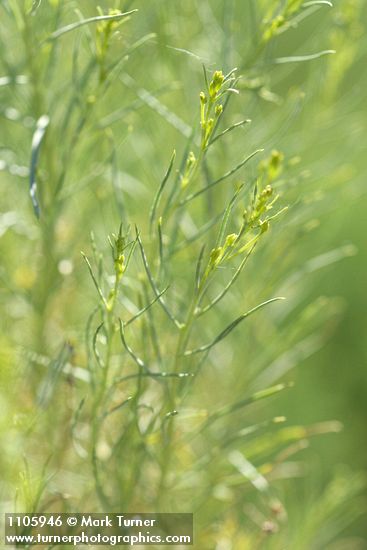 Ericameria nauseosa