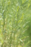 Gray Rabbitbrush foliage & flower buds detail