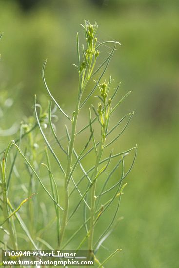 Ericameria nauseosa