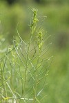 Gray Rabbitbrush foliage & flower buds detail