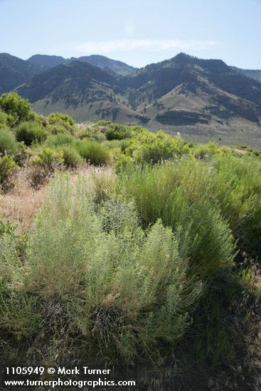 Ericameria nauseosa