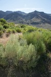 Gray Rabbitbrush in bud w/ Warner Mtns bkgnd