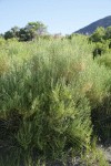 Gray Rabbitbrush in bud