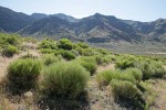 Gray Rabbitbrush in bud w/ Warner Mtns bkgnd