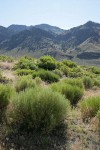 Gray Rabbitbrush in bud w/ Warner Mtns bkgnd