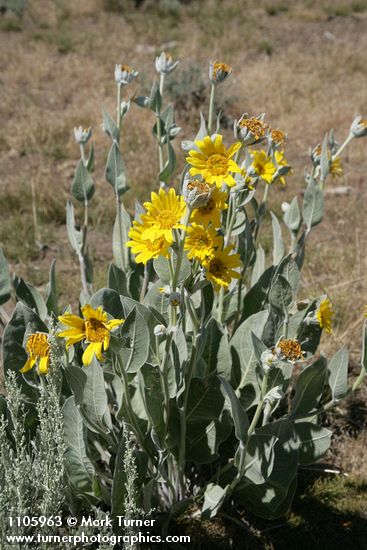 Wyethia mollis