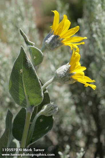 Wyethia mollis