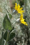 Woolly Mule's Ears blossoms & foliage, side view