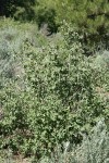 Roundleaf Snowberry