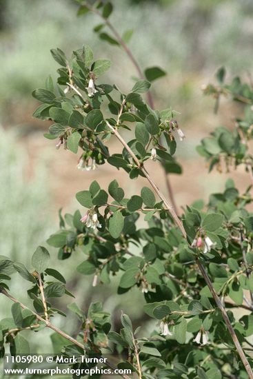 Symphoricarpos rotundifolius