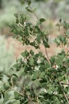 Roundleaf Snowberry blossoms & foliage