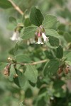 Roundleaf Snowberry blossoms & foliage detail