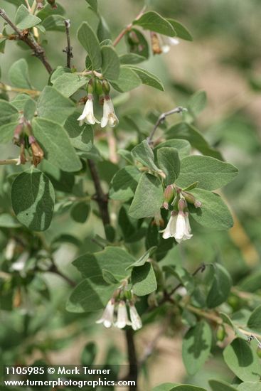 Symphoricarpos rotundifolius