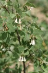 Roundleaf Snowberry blossoms & foliage