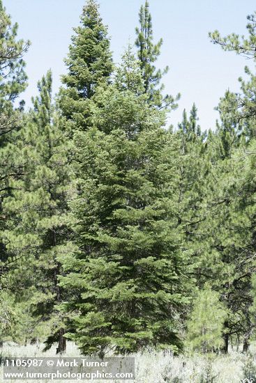 Abies concolor